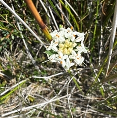 Pimelea linifolia (Slender Rice Flower) at Pebbly Beach, NSW - 7 Feb 2025 by Jubeyjubes