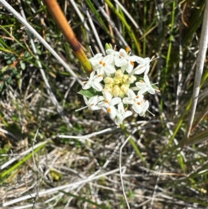 Pimelea linifolia (Slender Rice Flower) at Pebbly Beach, NSW - 7 Feb 2025 by Jubeyjubes