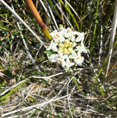 Pimelea linifolia (Slender Rice Flower) at Pebbly Beach, NSW - 7 Feb 2025 by Jubeyjubes