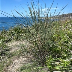 Casuarina/Allocasuarina sp. at Pebbly Beach, NSW - 7 Feb 2025 by Jubeyjubes