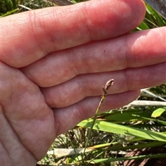 Lomandra longifolia at Pebbly Beach, NSW - 7 Feb 2025 by Jubeyjubes