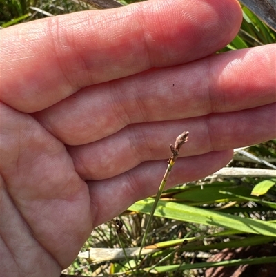 Lepidosperma sp. (A Sword Sedge) at Pebbly Beach, NSW - 7 Feb 2025 by Jubeyjubes