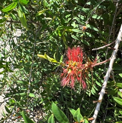 Melaleuca hypericifolia (Hillock Bush) at Pebbly Beach, NSW - 7 Feb 2025 by Jubeyjubes