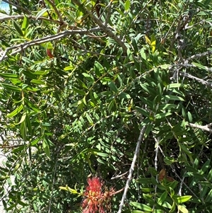 Melaleuca hypericifolia at Pebbly Beach, NSW - 7 Feb 2025 11:34 AM