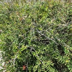 Melaleuca hypericifolia at Pebbly Beach, NSW - 7 Feb 2025 11:34 AM