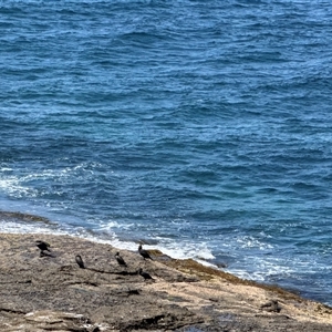 Phalacrocorax carbo at Pebbly Beach, NSW - 7 Feb 2025 11:32 AM