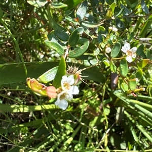 Sannantha pluriflora at Pebbly Beach, NSW - suppressed