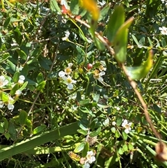 Sannantha pluriflora at Pebbly Beach, NSW - suppressed