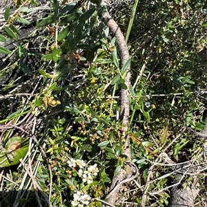 Sannantha pluriflora at Pebbly Beach, NSW - suppressed