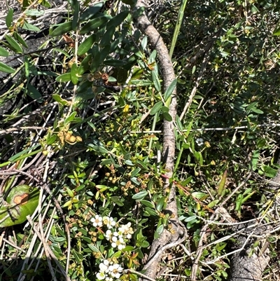 Sannantha pluriflora (Twiggy Heath Myrtle, Tall Baeckea) at Pebbly Beach, NSW - 7 Feb 2025 by Jubeyjubes