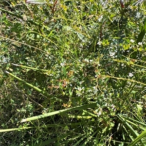 Sannantha pluriflora at Pebbly Beach, NSW - suppressed