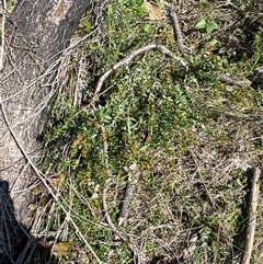 Sannantha pluriflora at Pebbly Beach, NSW - suppressed