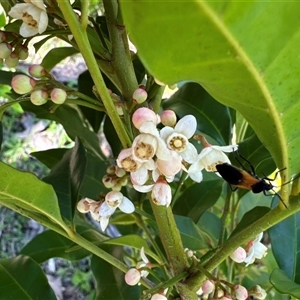 Synoum glandulosum (Scentless Rosewood) at Pebbly Beach, NSW - 7 Feb 2025 by Jubeyjubes