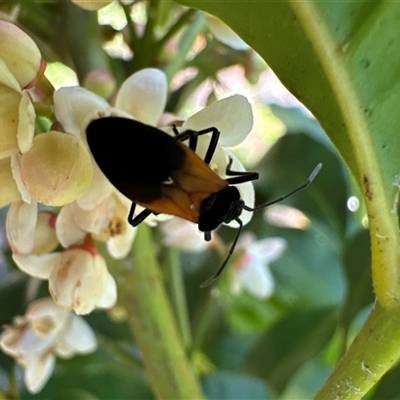 Unidentified Beetle (Coleoptera) at Pebbly Beach, NSW - 7 Feb 2025 by Jubeyjubes