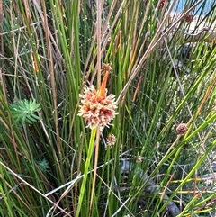 Ficinia nodosa (Knobby Club-rush) at Pebbly Beach, NSW - 7 Feb 2025 by Jubeyjubes