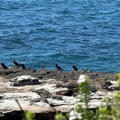 Unidentified Water bird at Pebbly Beach, NSW - 7 Feb 2025 by Jubeyjubes