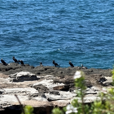 Phalacrocorax carbo (Great Cormorant) at Pebbly Beach, NSW - 7 Feb 2025 by Jubeyjubes