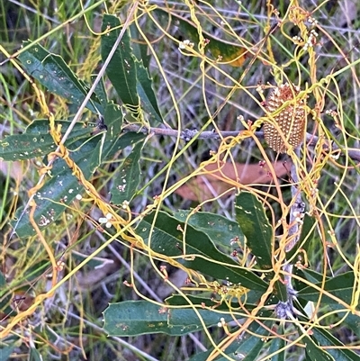 Cassytha glabella (Slender Devil's Twine) at Bonny Hills, NSW - 7 Feb 2025 by pls047