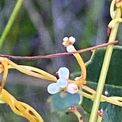 Cassytha glabella at Bonny Hills, NSW - suppressed