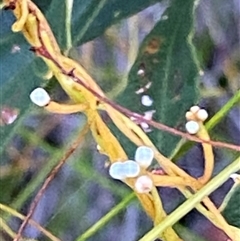 Cassytha glabella at Bonny Hills, NSW - suppressed