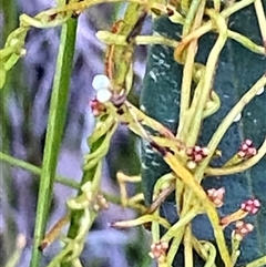 Cassytha glabella at Bonny Hills, NSW - suppressed