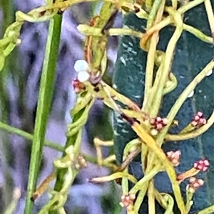 Cassytha glabella at Bonny Hills, NSW - suppressed