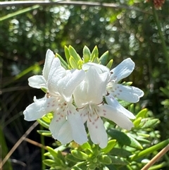 Westringia fruticosa (Native Rosemary) at Pebbly Beach, NSW - 7 Feb 2025 by Jubeyjubes