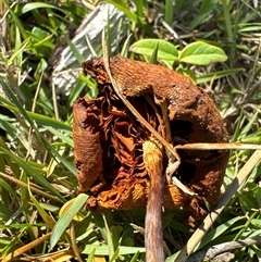 Unidentified Fungus at Pebbly Beach, NSW - 7 Feb 2025 by Jubeyjubes