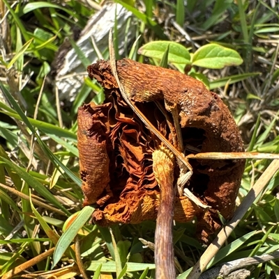 Unidentified Fungus at Pebbly Beach, NSW - 7 Feb 2025 by Jubeyjubes