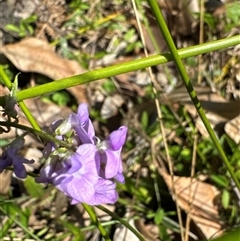 Glycine sp. at Pebbly Beach, NSW - 7 Feb 2025 by Jubeyjubes