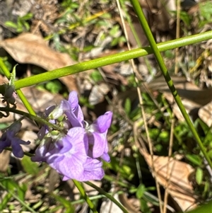 Glycine sp. at Pebbly Beach, NSW - 7 Feb 2025 11:08 AM