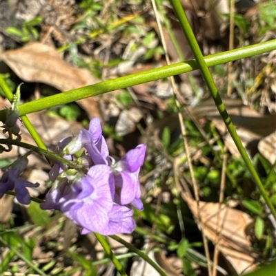 Glycine sp. at Pebbly Beach, NSW - 7 Feb 2025 by Jubeyjubes