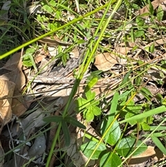 Glycine (genus) at Pebbly Beach, NSW - 7 Feb 2025 11:08 AM