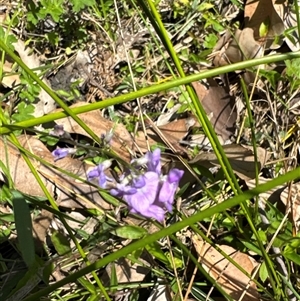 Glycine sp. at Pebbly Beach, NSW - 7 Feb 2025 11:08 AM