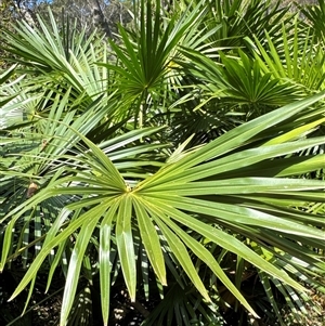 Livistona australis at Pretty Beach, NSW - suppressed