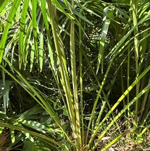 Livistona australis at Pretty Beach, NSW - suppressed