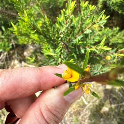 Aotus ericoides at Pretty Beach, NSW - 7 Feb 2025 by Jubeyjubes