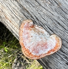 Unidentified Fungus at Pretty Beach, NSW - 7 Feb 2025 by Jubeyjubes