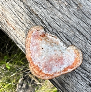 Unidentified Fungus at Pretty Beach, NSW - 7 Feb 2025 by Jubeyjubes