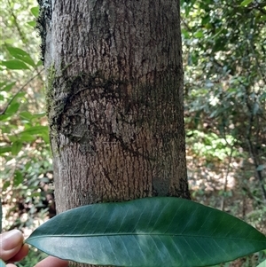 Unidentified Other Tree at Pappinbarra, NSW - 7 Feb 2025 by jonvanbeest