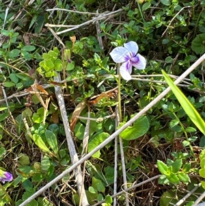 Viola sp. (Violet) at Pretty Beach, NSW - 7 Feb 2025 by Jubeyjubes