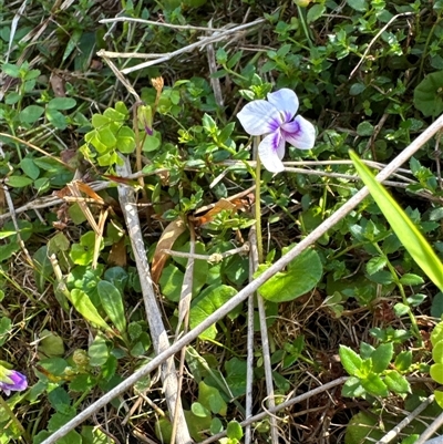 Viola sp. (Violet) at Pretty Beach, NSW - 7 Feb 2025 by Jubeyjubes