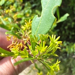 Dodonaea triquetra (Large-leaf Hop-Bush) at Pretty Beach, NSW - 7 Feb 2025 by Jubeyjubes