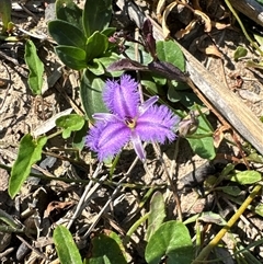 Thysanotus sp. at Pretty Beach, NSW - 7 Feb 2025 by Jubeyjubes