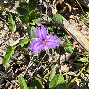 Thysanotus tuberosus subsp. tuberosus at Pretty Beach, NSW - 7 Feb 2025 10:19 AM