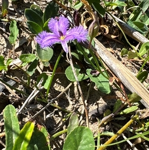 Thysanotus tuberosus subsp. tuberosus at Pretty Beach, NSW - 7 Feb 2025 10:19 AM