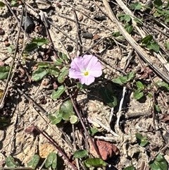 Polymeria calycina (Slender Bindweed) at Pretty Beach, NSW - 7 Feb 2025 by Jubeyjubes