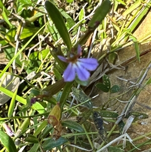 Lobelia anceps at Pretty Beach, NSW - 7 Feb 2025 10:12 AM