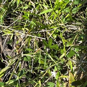 Lobelia anceps at Pretty Beach, NSW - 7 Feb 2025 10:12 AM