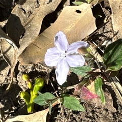 Brunoniella pumilio (Dwarf Blue Trumpet) at Pretty Beach, NSW - 7 Feb 2025 by Jubeyjubes